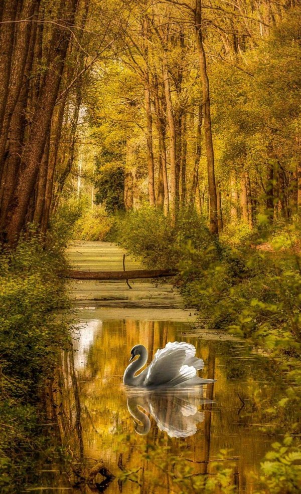 лебеди осенью