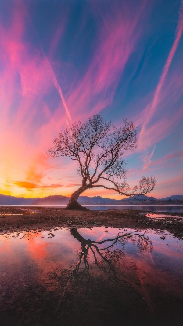 дерево ванака