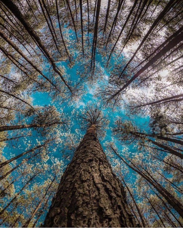 кроны деревьев снизу вверх