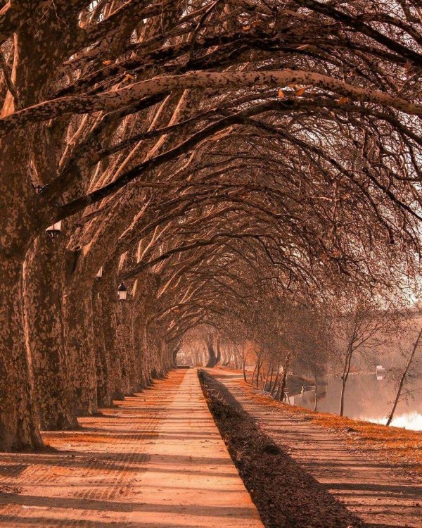 осенние аллеи