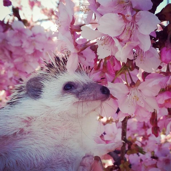 милые ежики