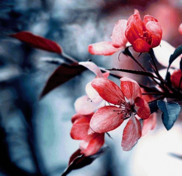 цветок красивый