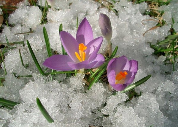 пролеска сибирская крокус