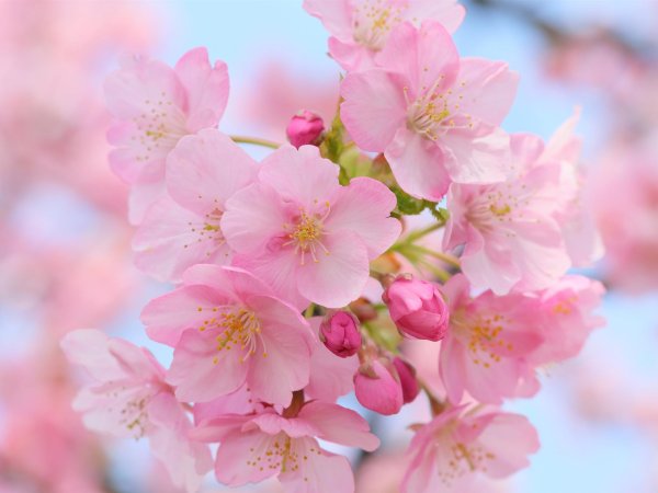 черри блоссом цветок