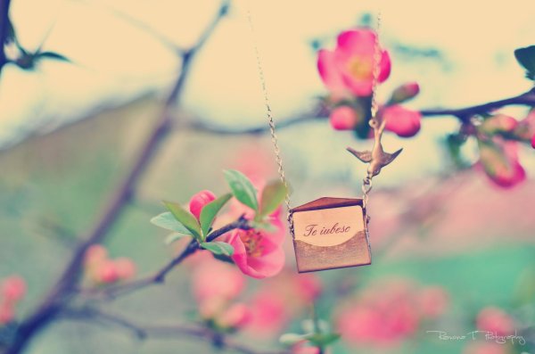 цветущее дерево