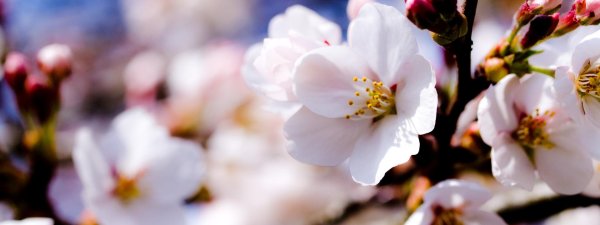 вишня цветки