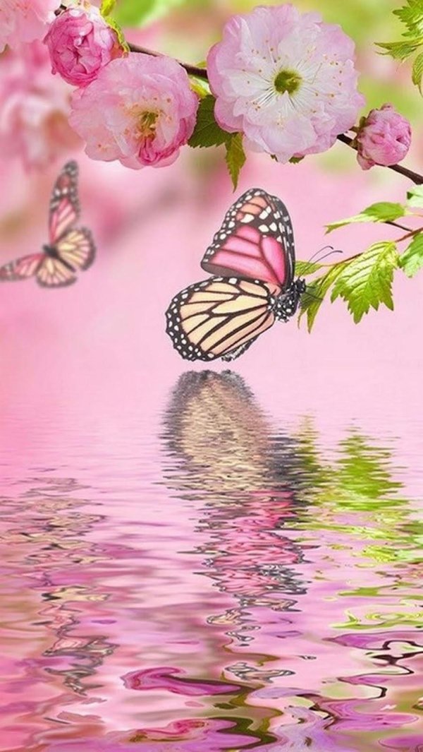 розовая бабочка