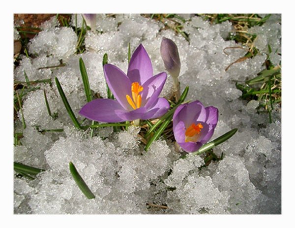 пролеска сибирская крокус