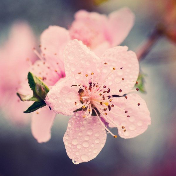 цветущая ветка