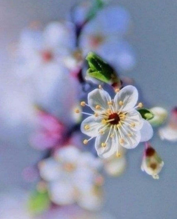 цветущие яблони