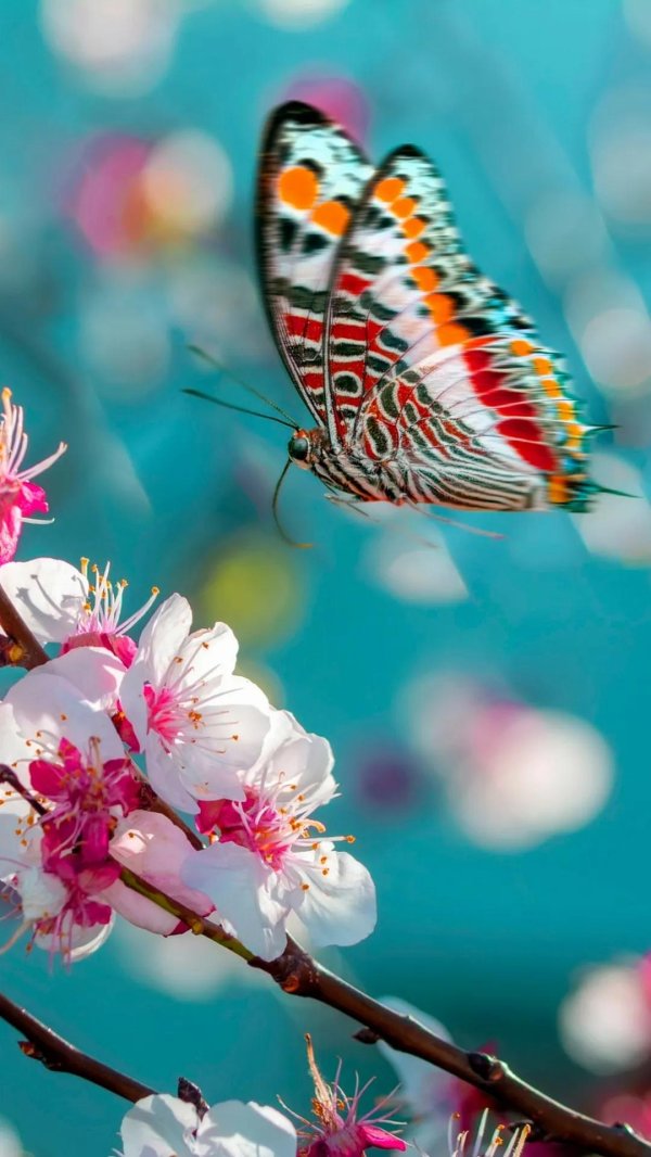 яркая бабочка