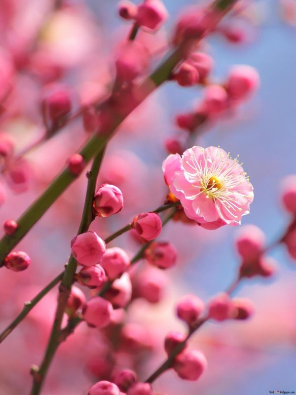 японская слива умэ