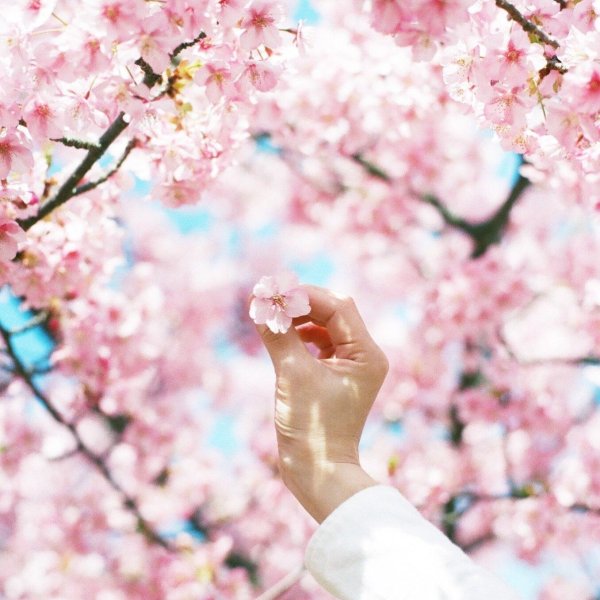 цветет сакура