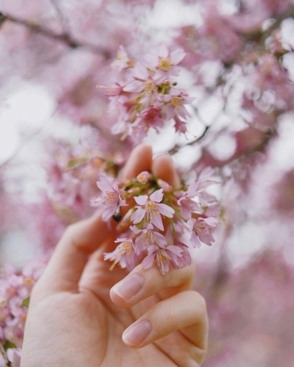 весенняя сакура