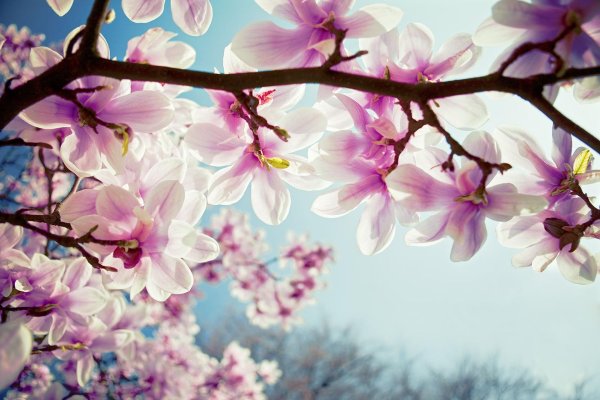 магнолия саржента