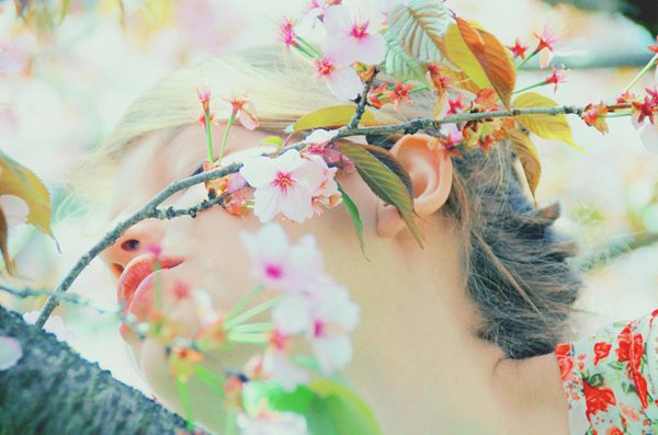 цветение сакуры