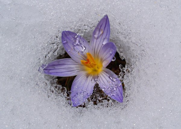 первоцветы подснежники крокусы гиацинты