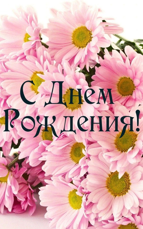 розовые хризантемы