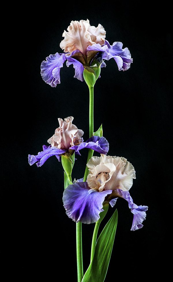 красивые ирисы