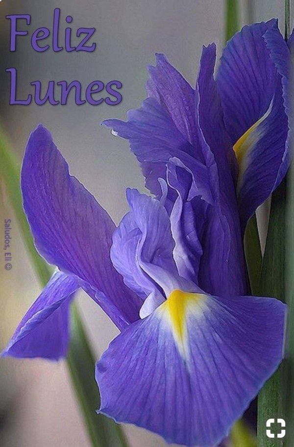 ирисы блю мэджик