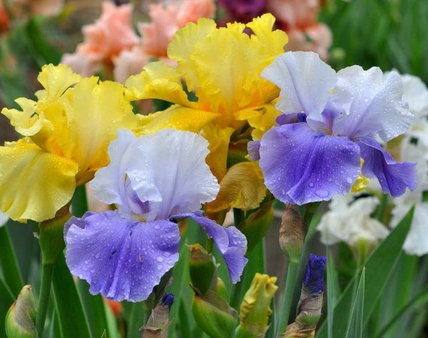 ирисы сортовые