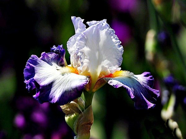 красивые ирисы