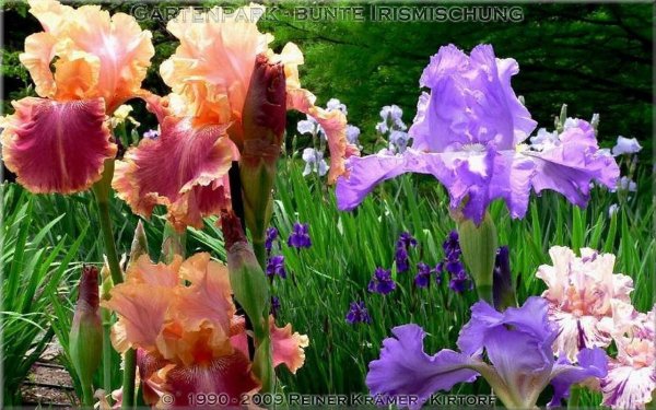 виды ирисов