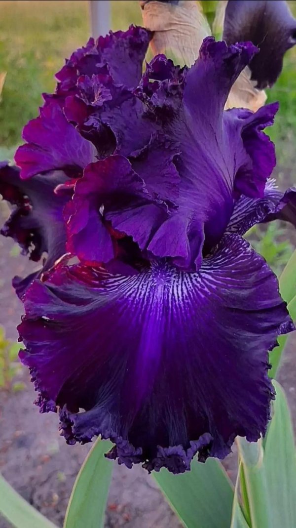 ирисы hollywood lights