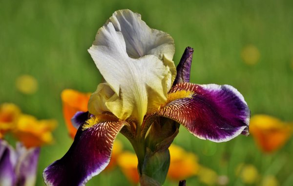 красивые ирисы