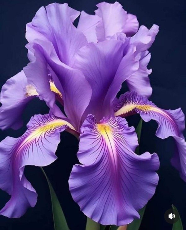 фиолетовые ирисы