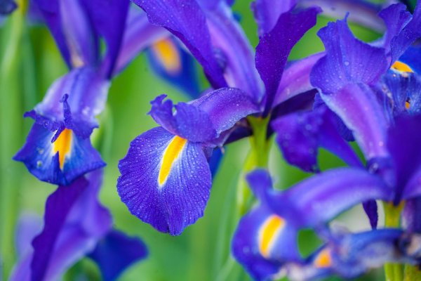 ирисы блю мэджик