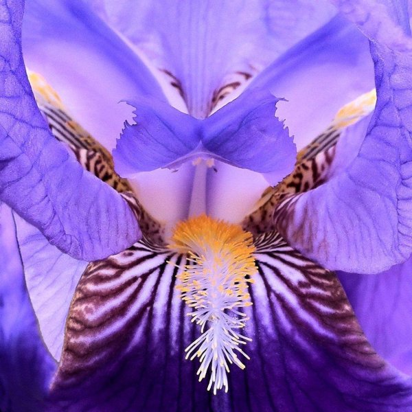 красивые ирисы