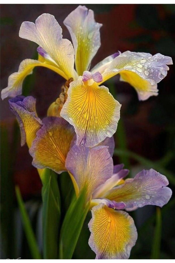 ирис спуриа