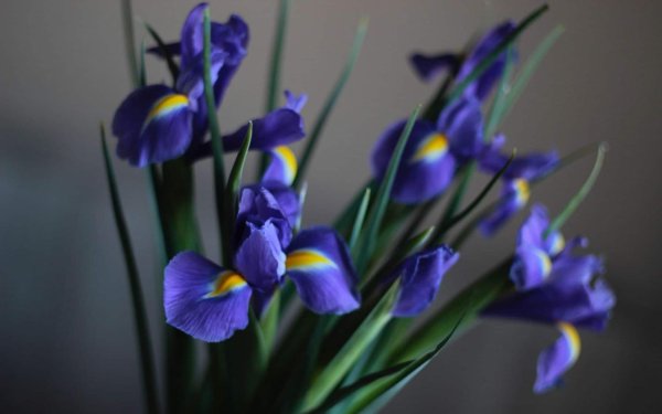 цветы тюльпаны с ирисами