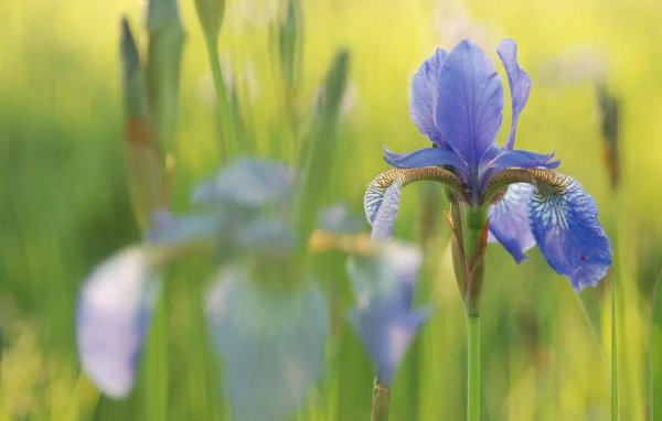 ирис сибирский