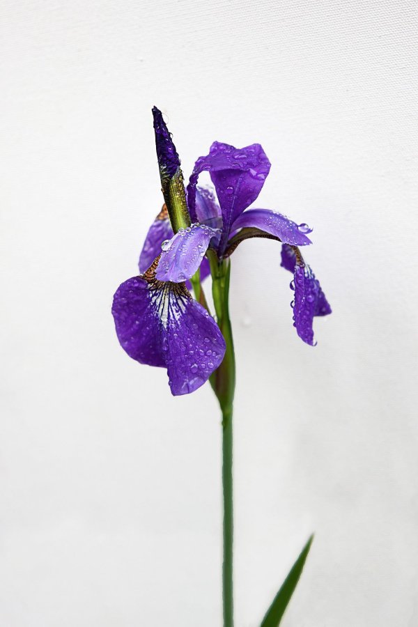 синие ирисы