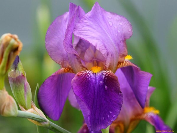 ирис спуриа фиолетовый