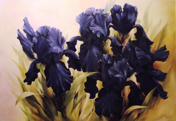 ирисы игорь левашов