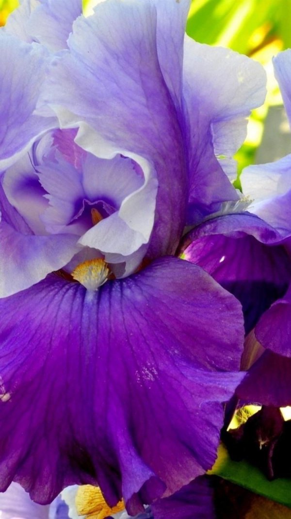 ирисы лилак
