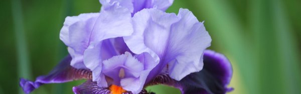 ирис гибридный