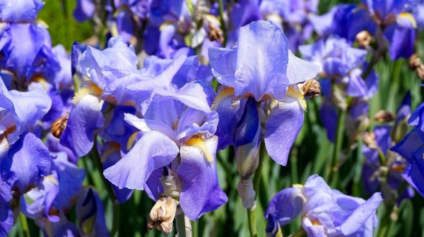 синие ирисы
