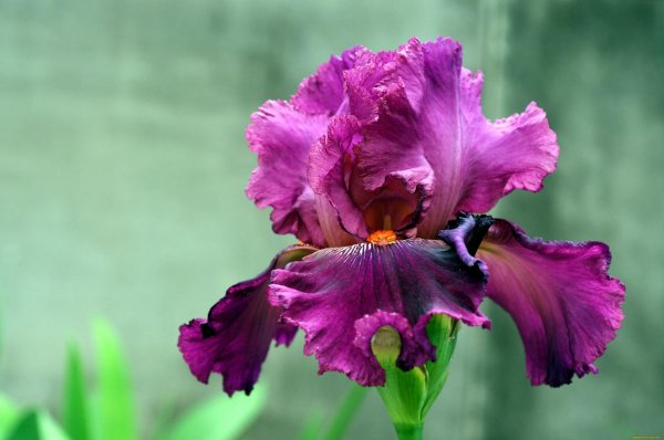 сортовые ирисы