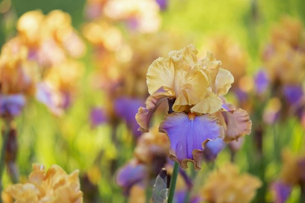 ирис желтый