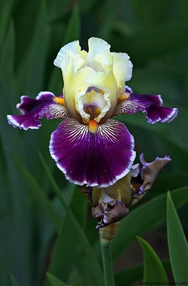 ирис сорта