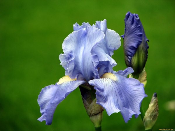 ирис голубой