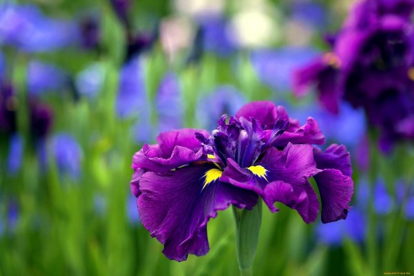 фиолетовые ирисы