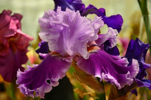 ирис говард уиид