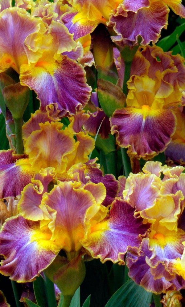 цветы ирисы
