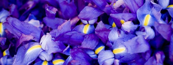 синие ирисы