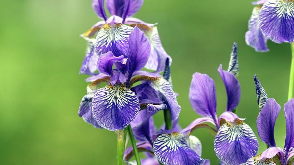 ирис сибирский